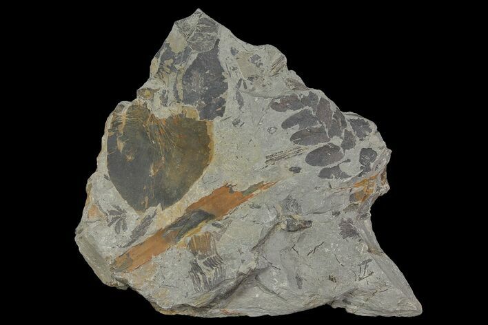 Fossil Fern (Neuropteris & Macroneuropteris) Plate - Kentucky #176784